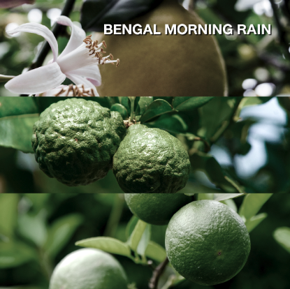 Bengal Morning Rain