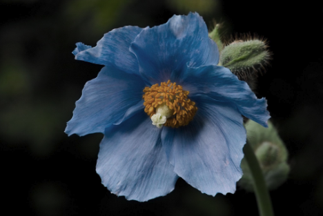 Himalayan Blue Poppy