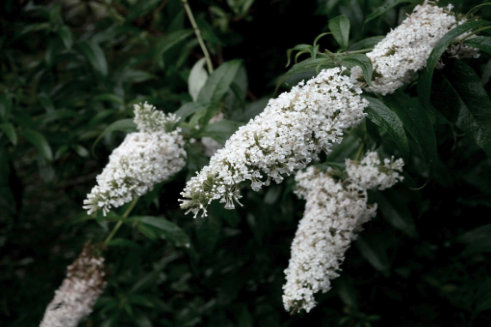 Luangprabang Buddleja