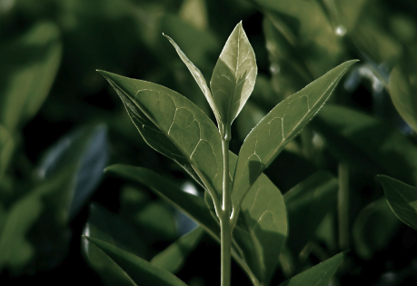 Matcha Green Tea Leaves