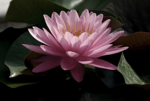 Night Lotus Flower
