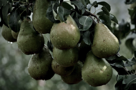 Ripen Chinese Pear 