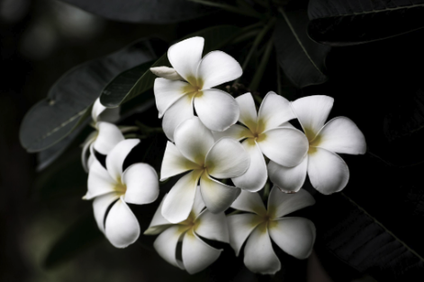 Sumatra Island Frangipani