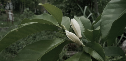 Sumatran White Champaka