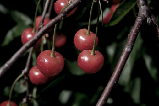 Wild Cherry Berry