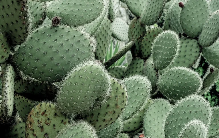 The Secret of Scent : Desert Cactus