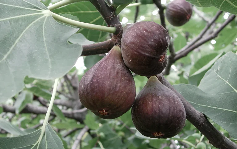 The Secret of Scent : Fig