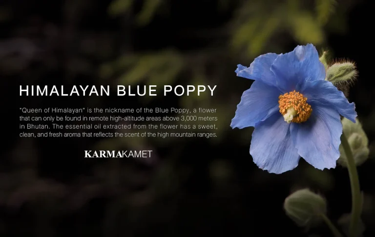 The Secret of Scent : Himalayan Blue Poppy